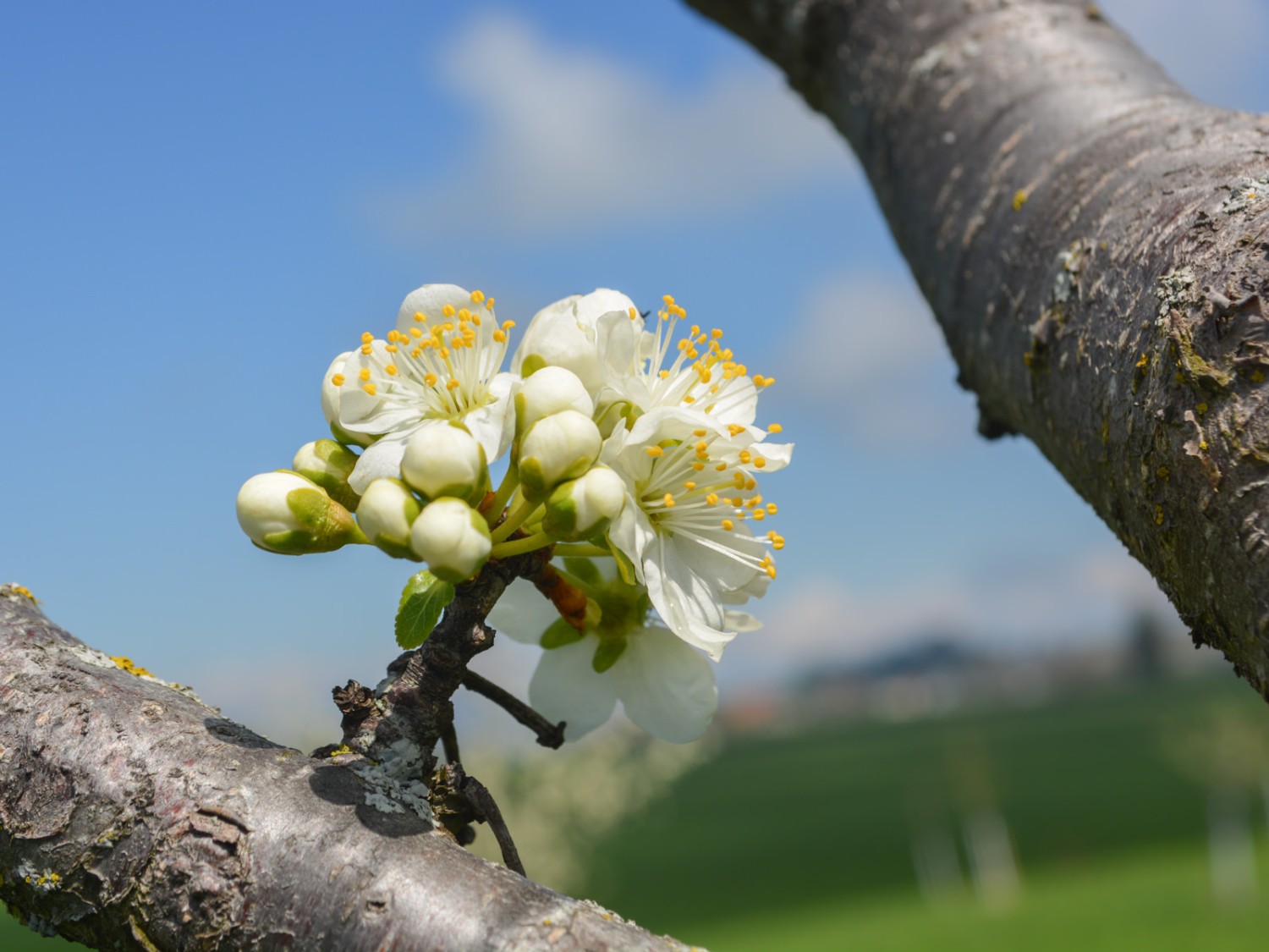 Somptueux jeunes cerisiers en pleine floraison. Photo: Werner Nef