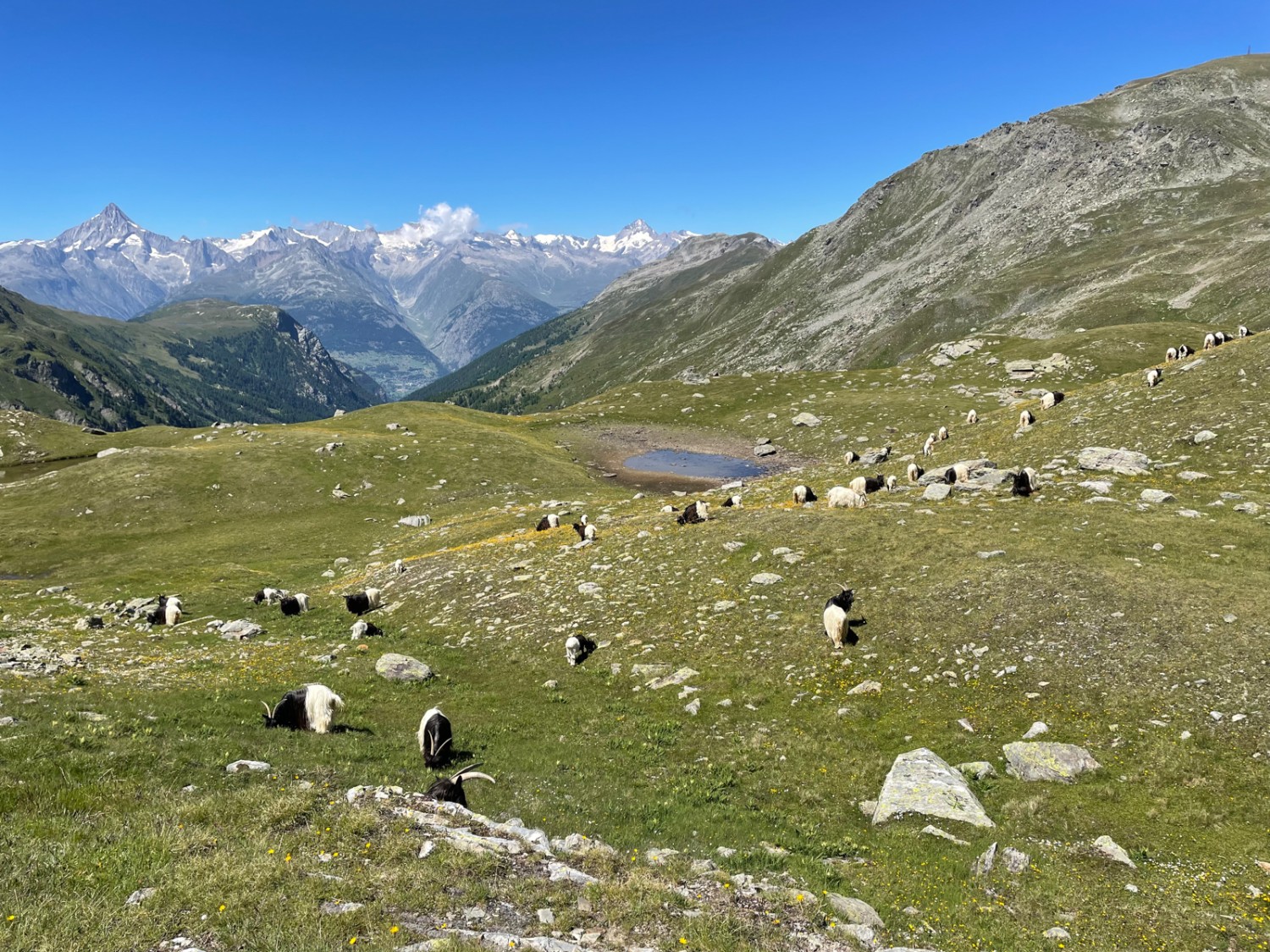 Des chèvres à Obers Fulmoos. Photo: Rémy Kappeler