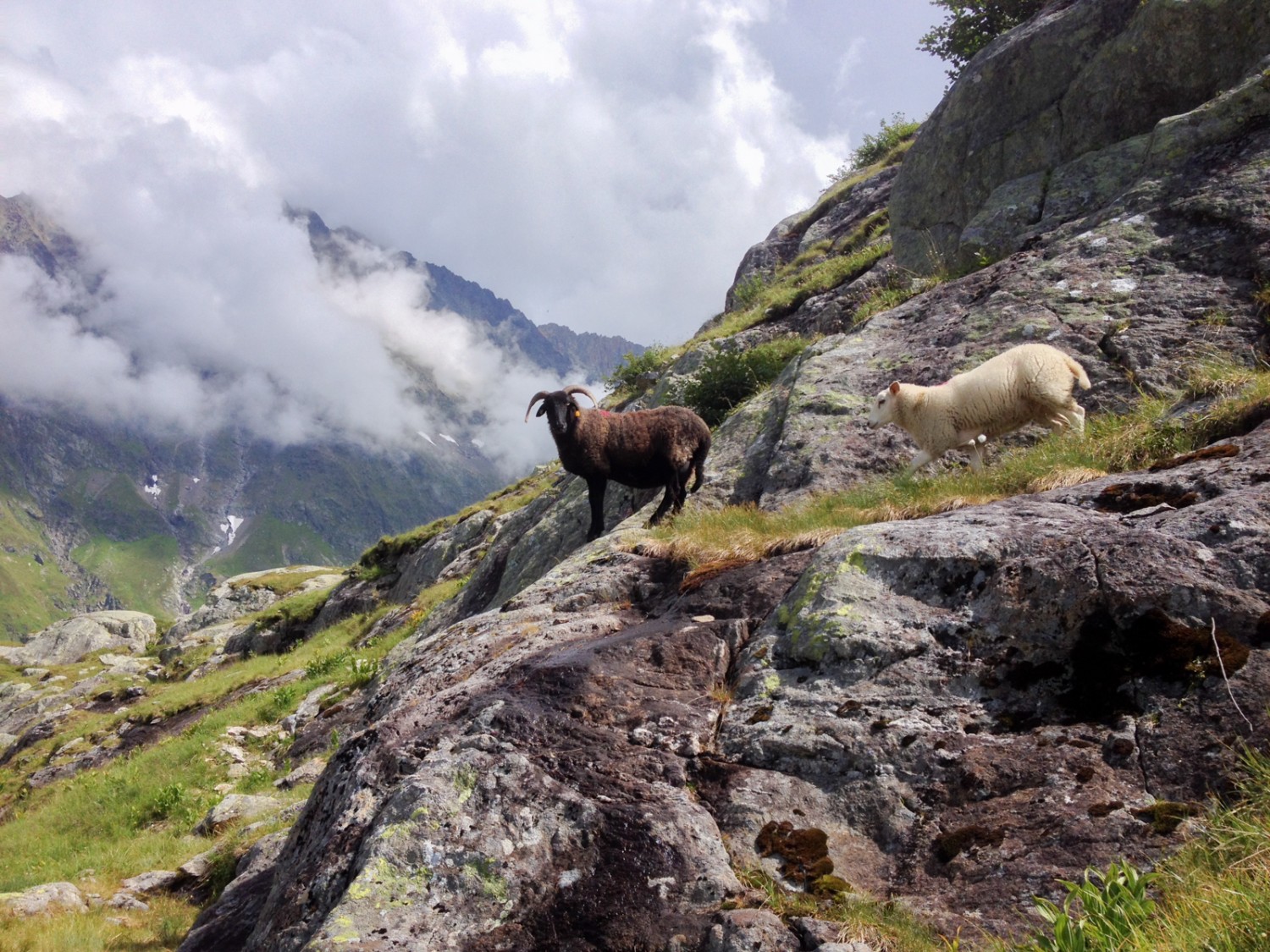 Rencontre avec des animaux sur les pentes rocheuses.