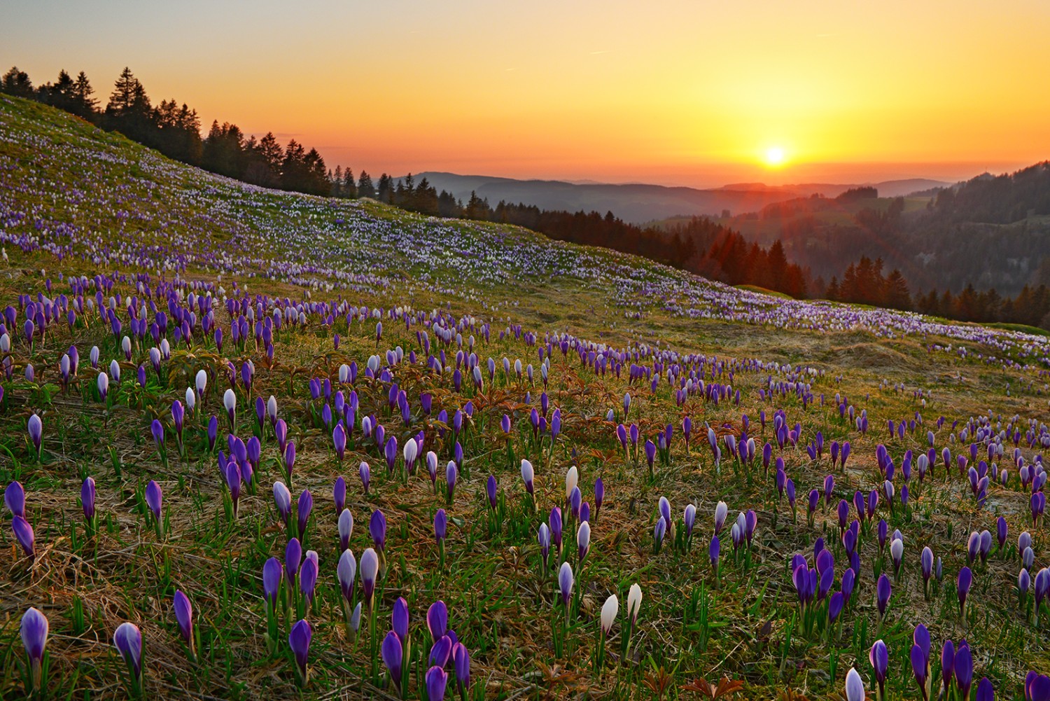 Mit der Sonne verschwinden auch die Tagesausflügler. Die Krokusse schliessen ihre Blüten.