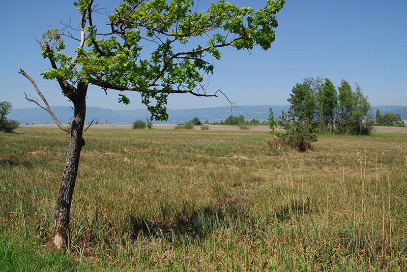 Des zones de rives étendues et régulièrement inondées sont caracté-
ristiques de la Grande Cariçaie.    Photo: Fredy Joss