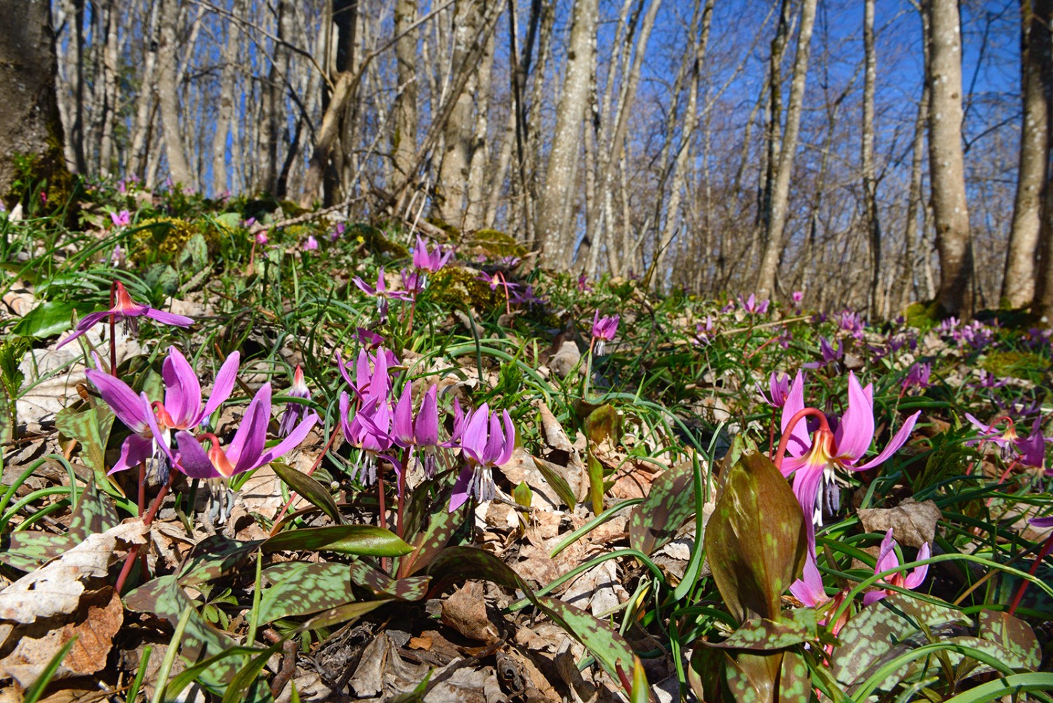 Vivante et colorée, la forêt à l’état naturel est un emplacement de choix pour ces fleurs délicates.