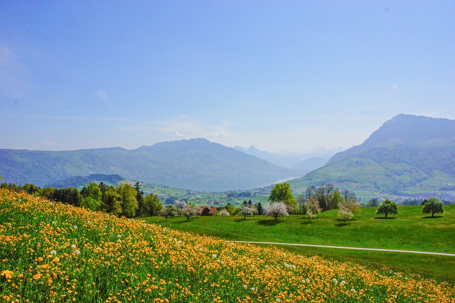 Frühling pur: zwischen Udligenswil und Michaelskreuz, mit Blick auf den Zugersee und die Rigi. Bilder: Vanessa Fricker