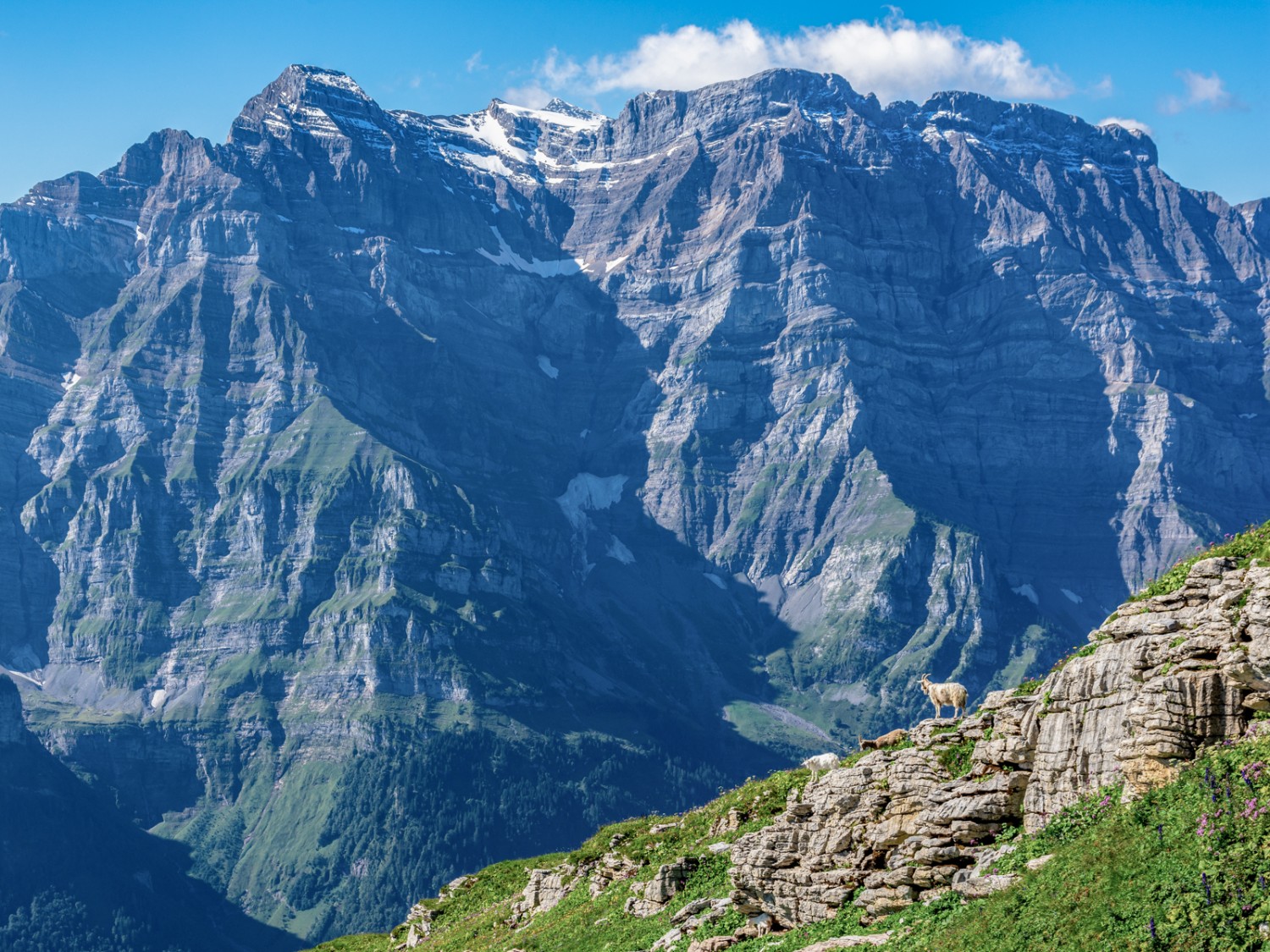 Vue depuis le Wiggis sur le versant nord du Glärnisch. Photo: Franz Ulrich