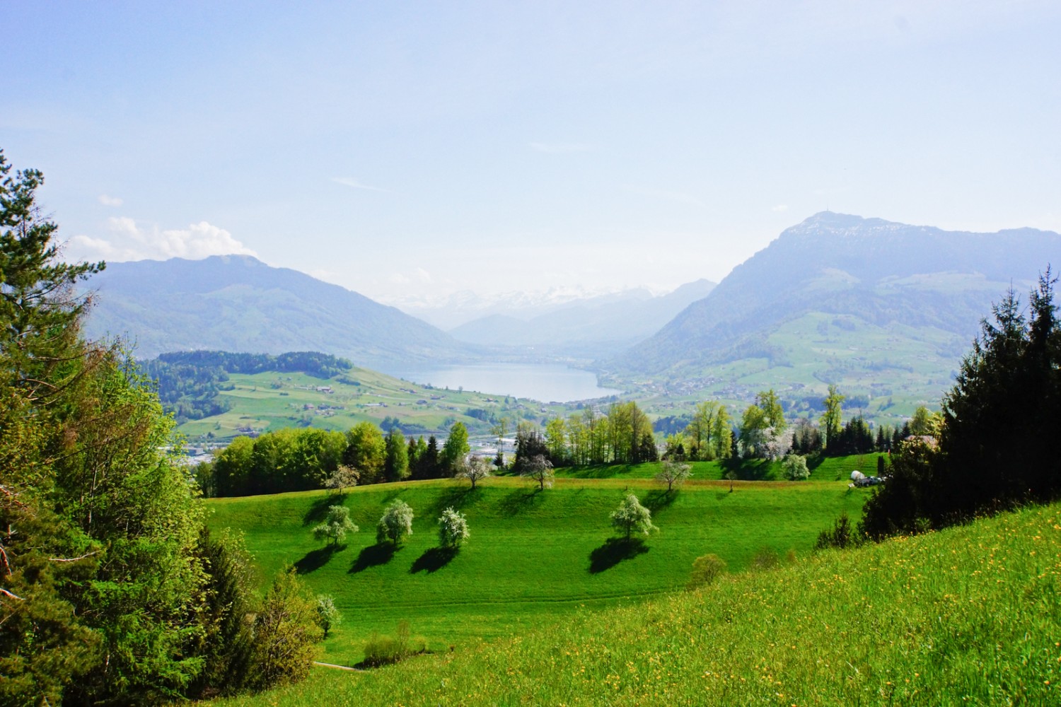 Kurz vor Meierskappel: tolle Aussicht auf saftige Wiesen, den Zugersee und die Rigi. 