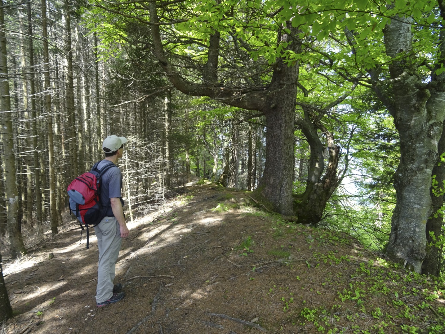 Arbres impressionnants sur l’arête ouest de la Chrüzflue. Photo: Sabine Joss