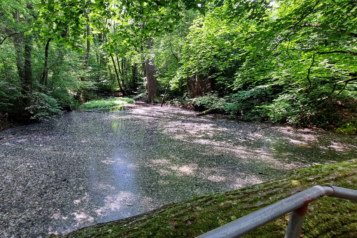 Auf der blütenbedeckten Wasseroberfläche entstehen zauberhafte Spiegelungen. Bild: Tatjana Häuselmann