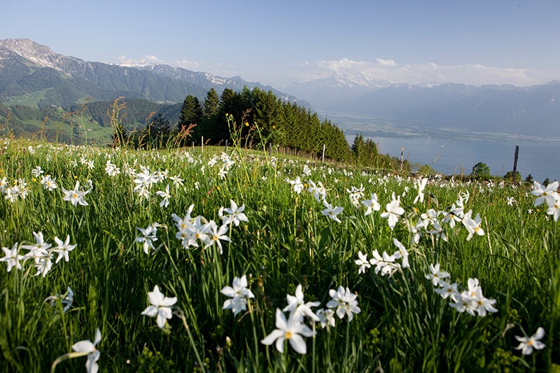 Narzissenmeer und Seeblick auf Les Pléiades. Bild: Christoph Sonderegger