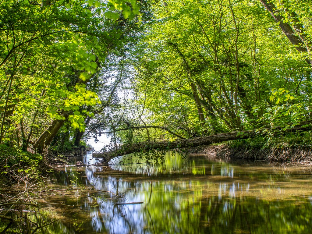 Viel Natur gibts unterwegs auf dem Sentier de la truite. Bild: Maison de la rivière