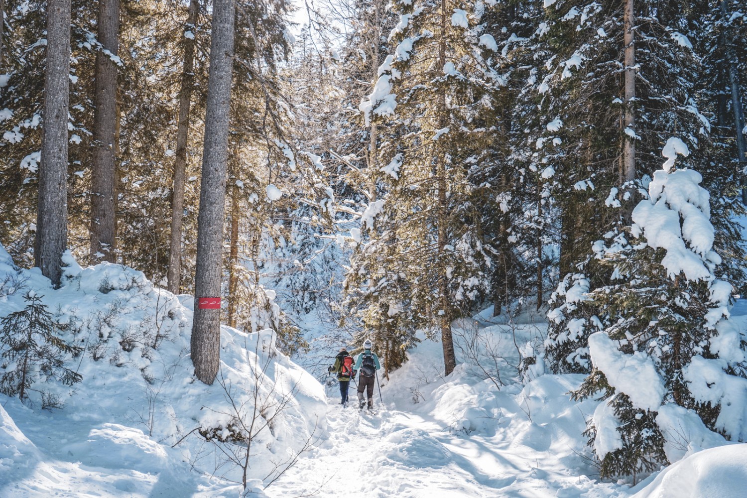 Mildes Licht, blendender Schnee und dunkle Tannen machen den Zauber des Itramenwaldes aus. Bild: Fredy Joss