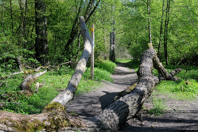 Sauvage et romantique: les habitants du coin surnomment ce tronçon le «chemin de la forêt vierge».