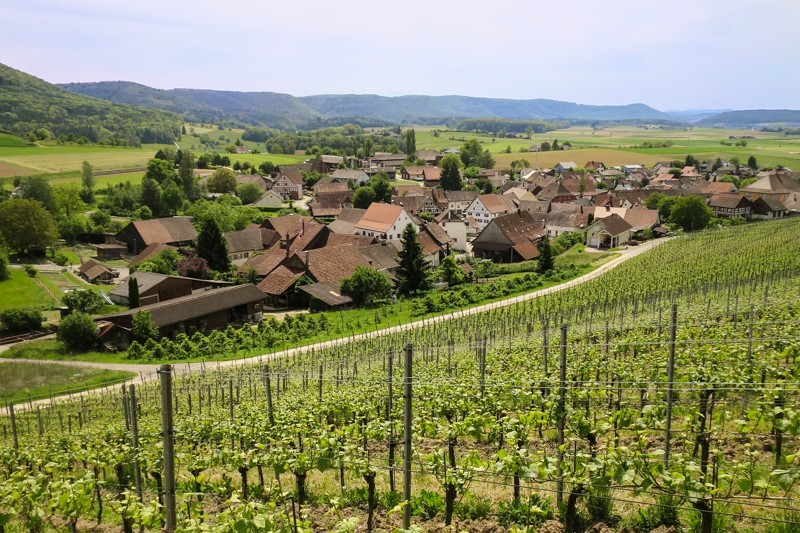 Le village vigneron de Wilchingen, but de la randonnée.