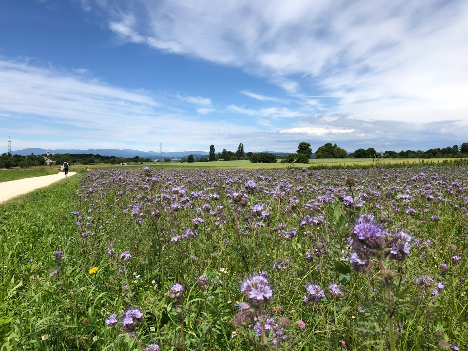 Frühling pur: wandern entlang von Blumenfeldern im Spitzenhegli auf dem Bruederholz. Bild: Thomas Gloor