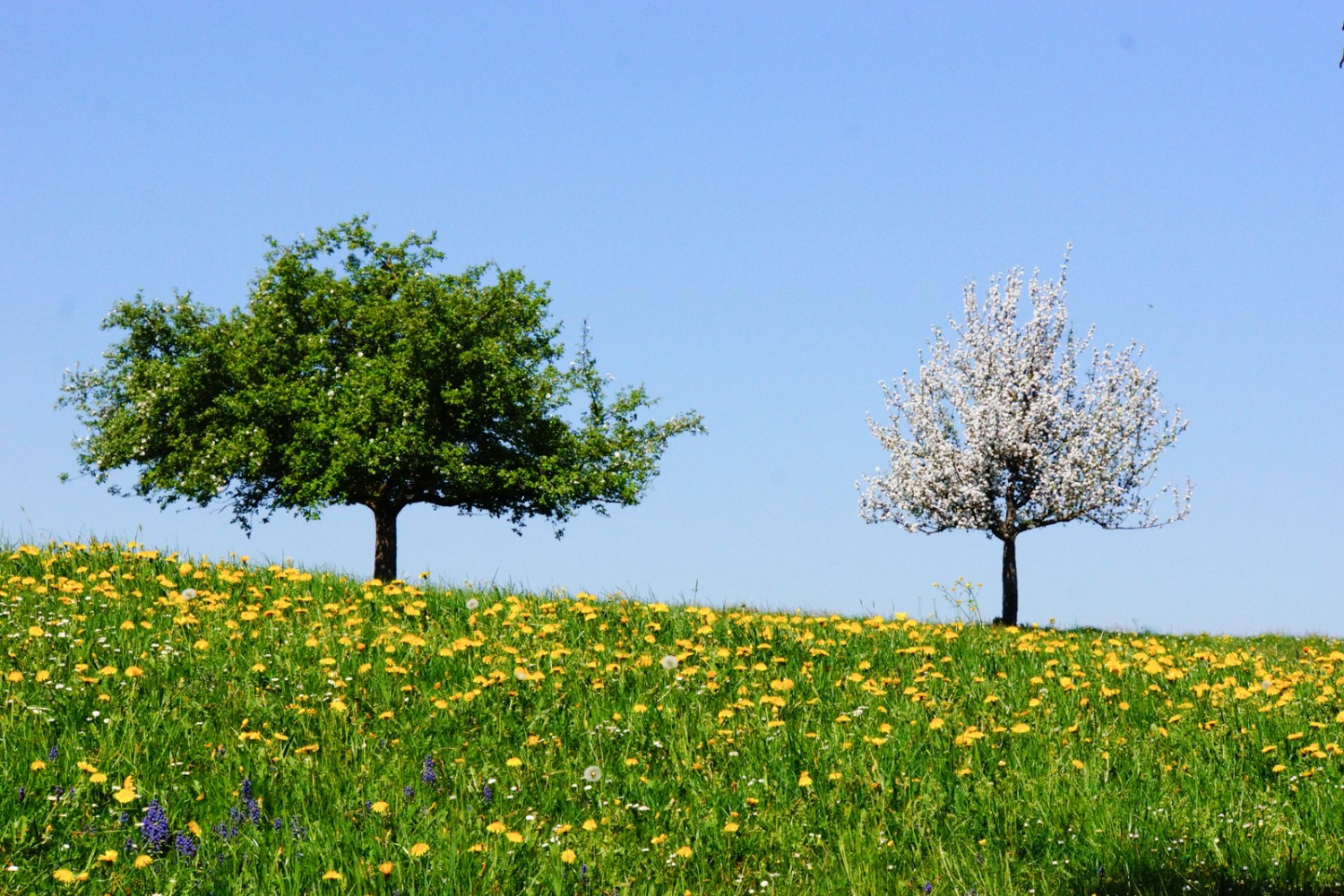 Des arbres fruitiers en fleurs, un pur printemps.