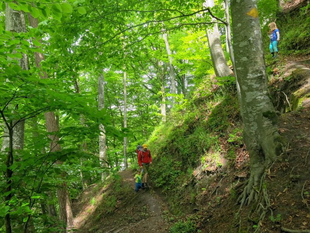 Auf schmalen Pfaden durch den Wald. Bilder: Marina Bolzli