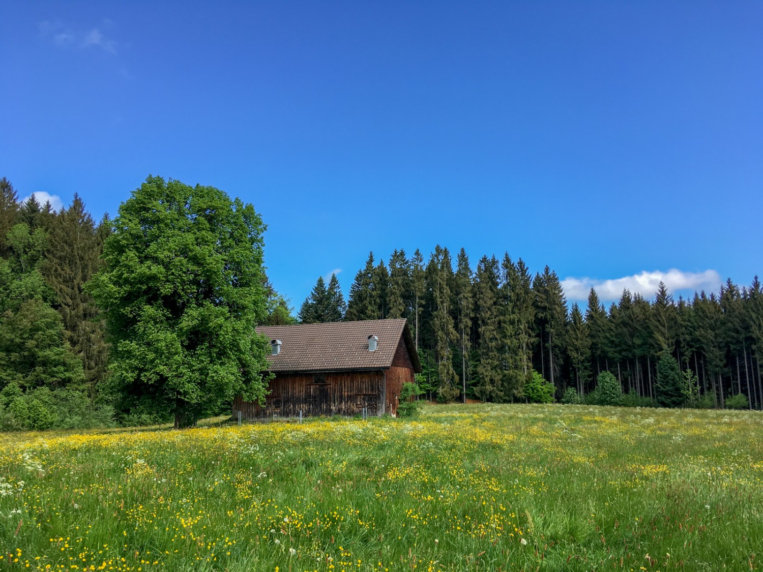 Idyllische Lichtung mit einem Meer von Butterblumen. Bild: Claudia Peter