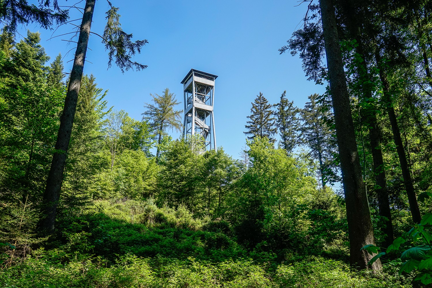 La Chutzenturm se montre entre les arbres.