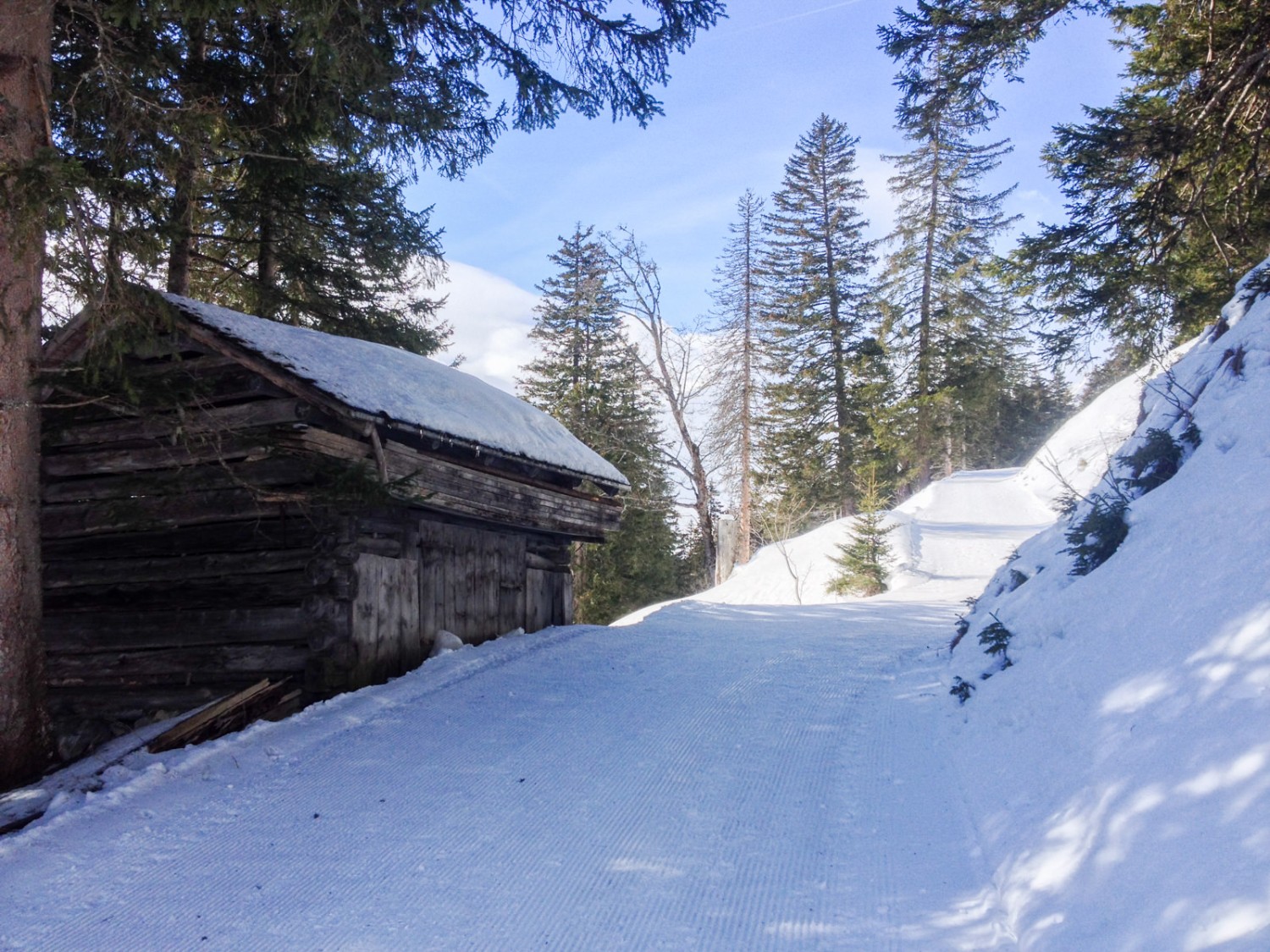 Le chemin de randonnée d’hiver traverse des forêts de sapins enneigées. Photo: Claudia Peter