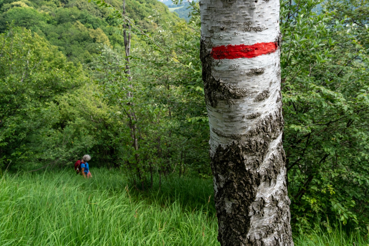 Die Wanderung verläuft oft durch Buchenwälder, da und dort hat es Lichtungen, wo im Juni die Feuerlilie blüht.