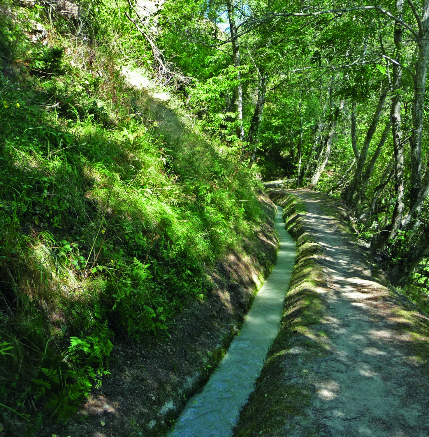 Riederi-Suone im Rischwald.