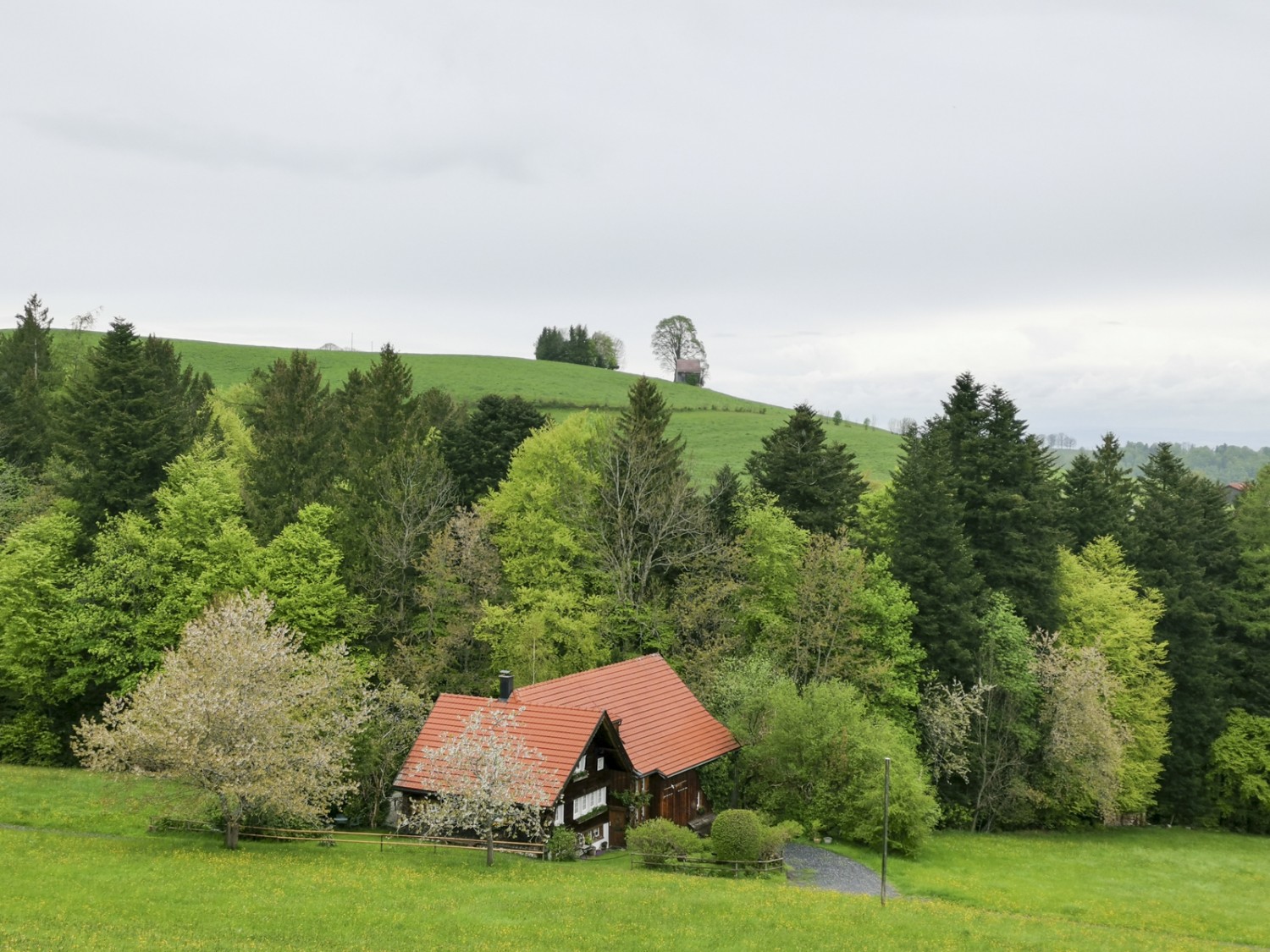 Frühlingsfarben im Appenzellerland (bei Heiden). Bild: Evelyne Zaugg