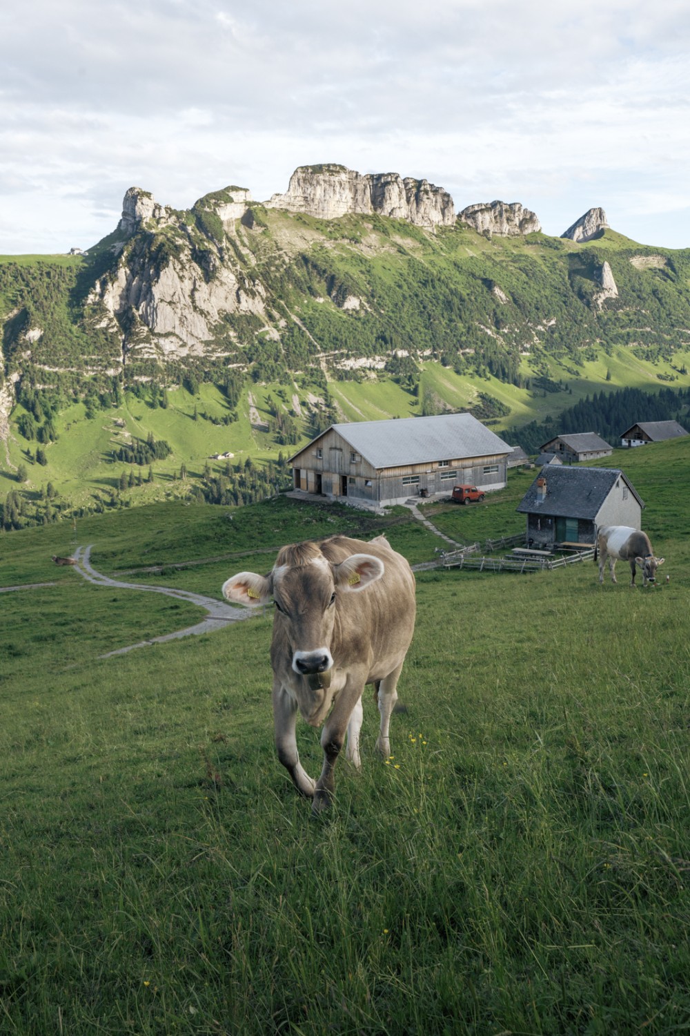 L’Alp Sigel abrite 172 droits bovins. La saison d’estivage dure douze semaines. Photo: Jon Guler