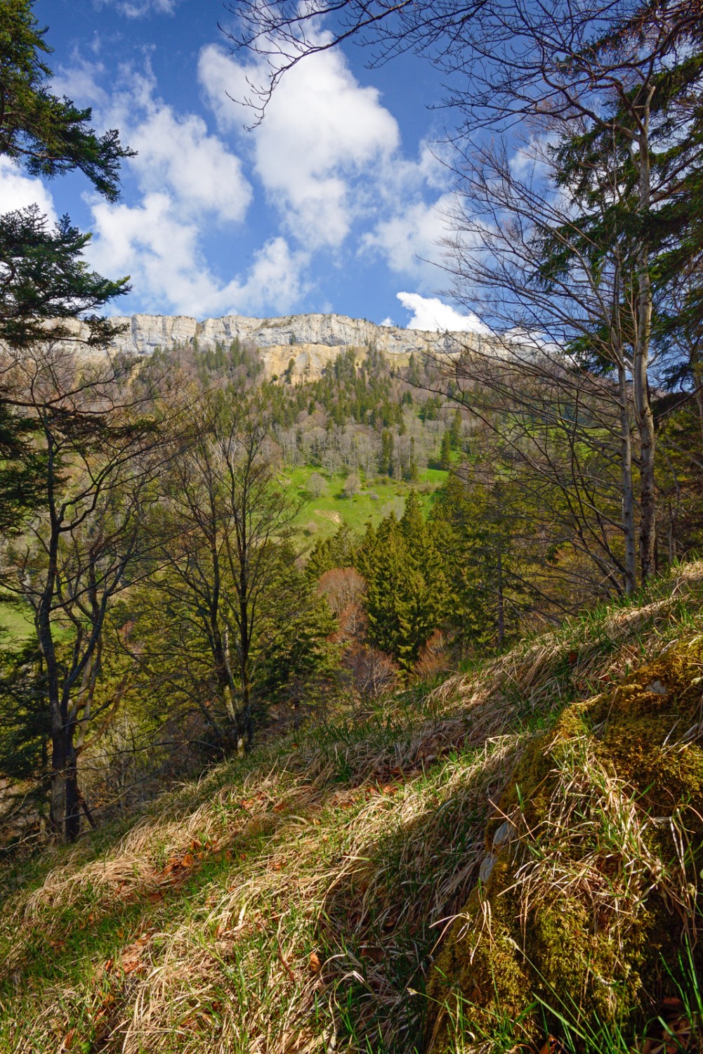 Der Wald am Bettlachstock gibt die Sicht auf die Wandflue frei. Bild: natur-welten.ch