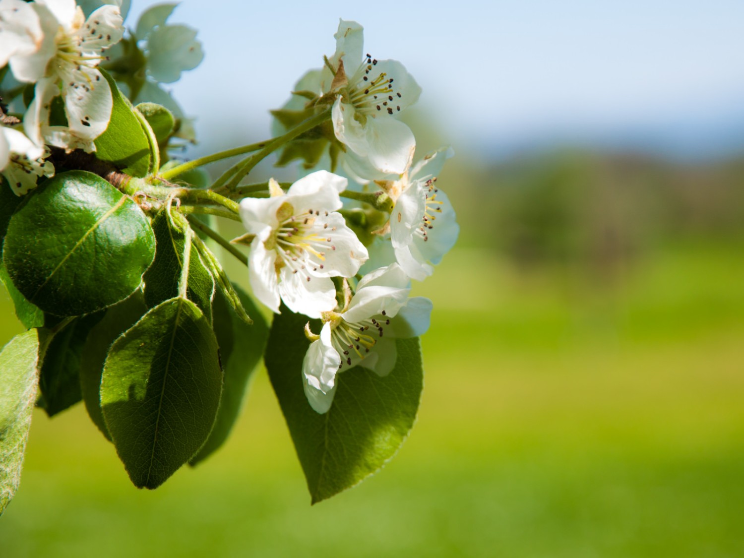 Et en automne, cette fleur sera devenue une pomme. Photo: Heinz Staffelbach