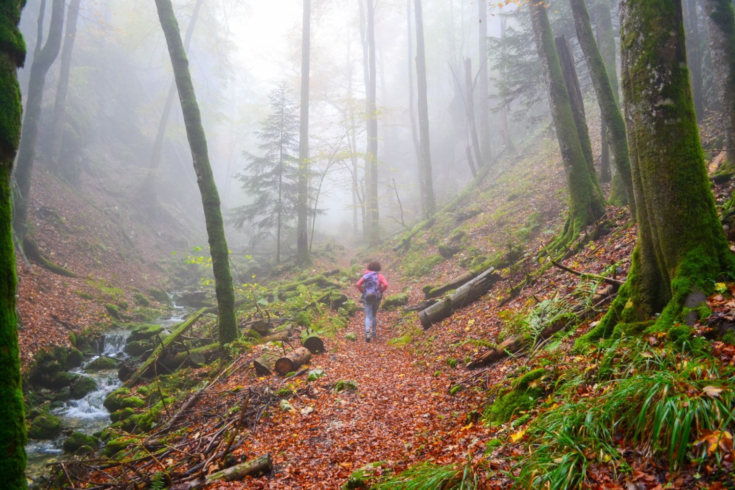 Dans la Wolfsschlucht (gorges du loup)