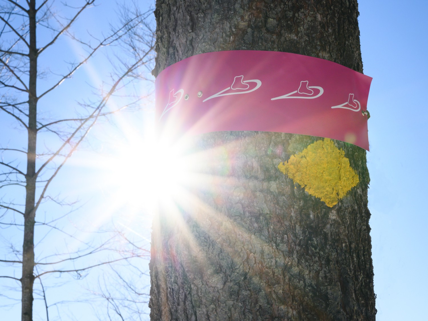 Zunächst begleiten einen gelbe Rhomben, ab Bruggerenwald ist der Weg mit pinken Bändern signalisiert. Bild: Jon Guler