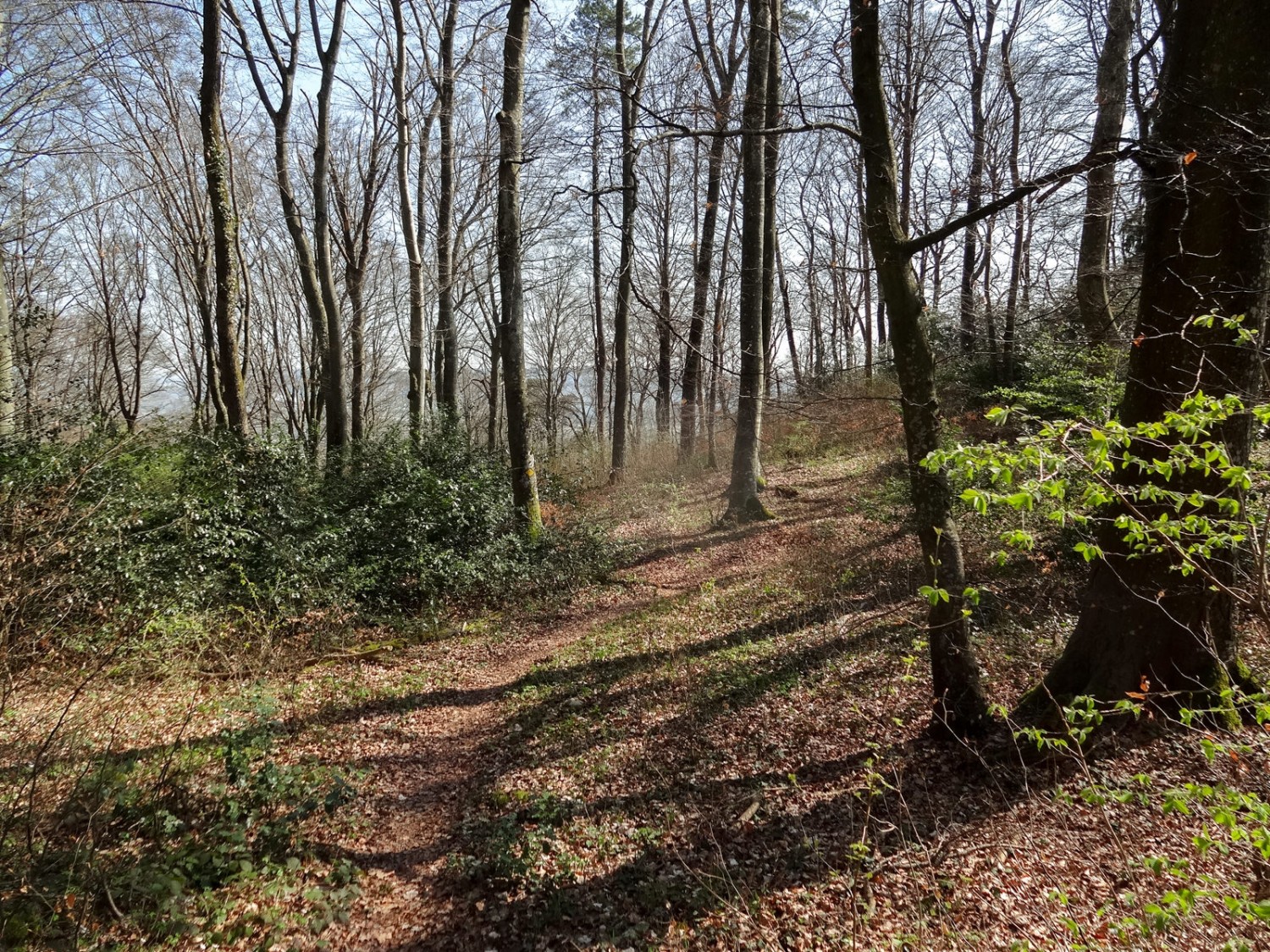 Au printemps et en hiver, les arbres dénudés permettent de voir l’Entre-deux-Lacs. Photo: Miroslaw Halaba