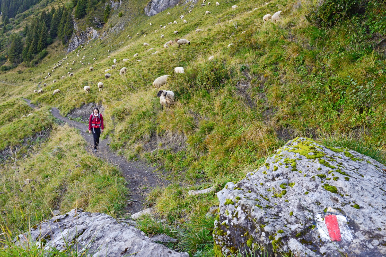 Schafherde an der Flanke der Dents du Midi, in der Nähe von Antème. Bild: natur-welten.ch