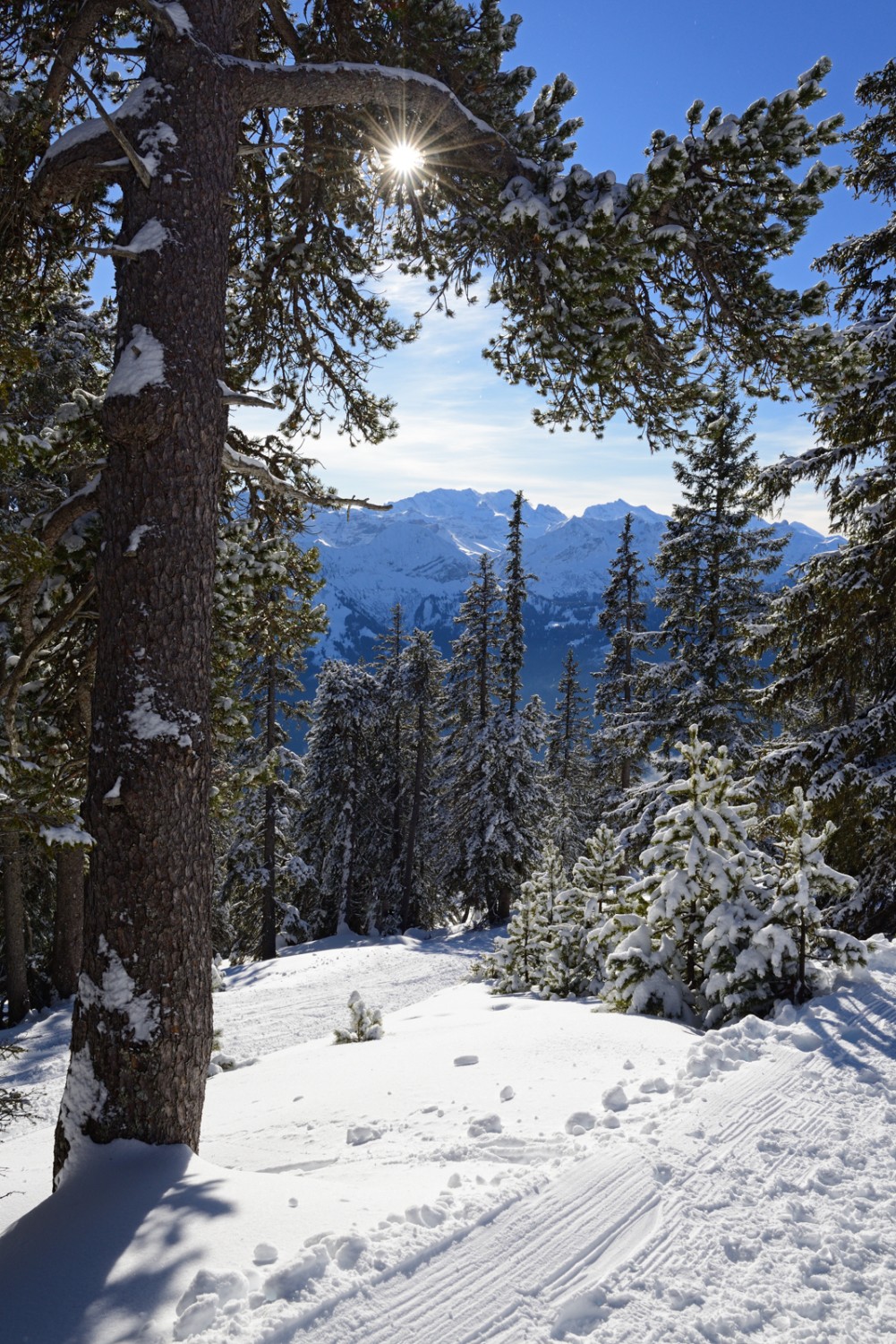 Blick auf die Berner Alpen durch den lichten Föhrenwald.