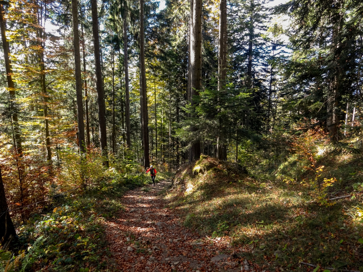 Ein eher steiler Weg führt nach Semsales. Bild: Miroslaw Halaba