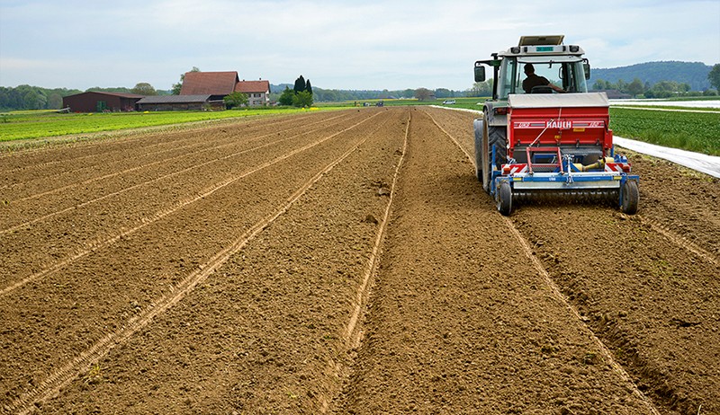 Des asperges au goût subtil poussent dans le sol sablonneux et peu humide du Flaacherfeld. Photo: Heinz Staffelbach