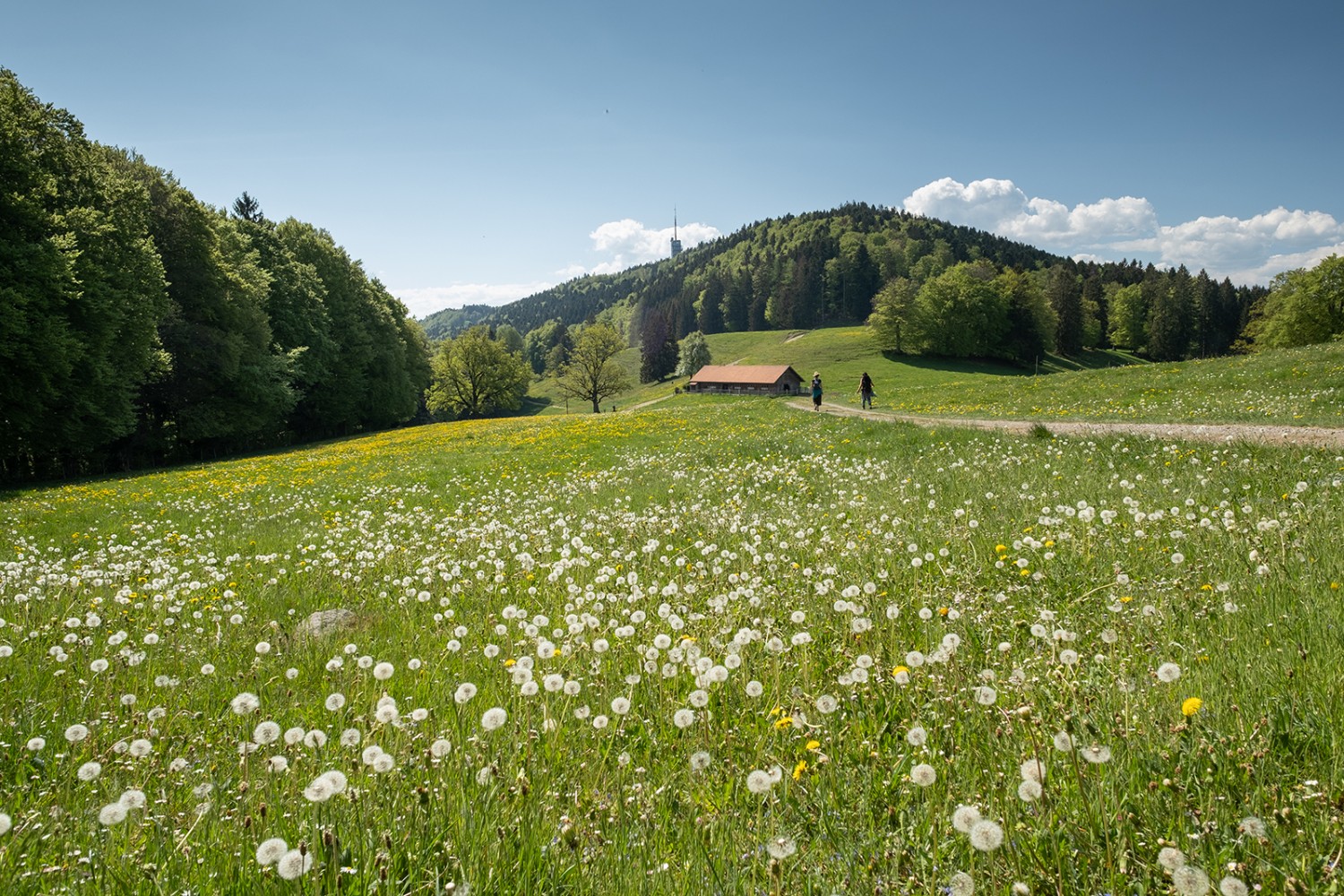 Frühling pur; der blühende und verblühte Löwenzahn färbt die Wiesen gelb und weiss. Bilder: Markus Ruff