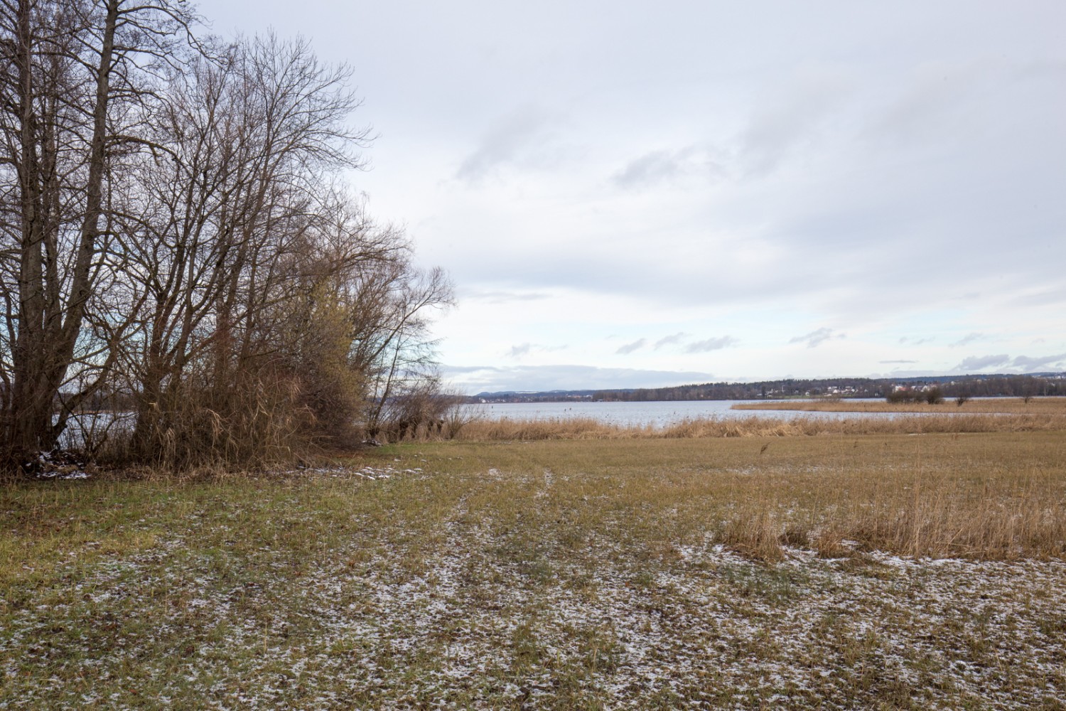 De grandes clairières vers Riediker Ried. De précieux refuges pour les oiseaux, qui y passent l’hiver. Photo: Daniel Fleuti