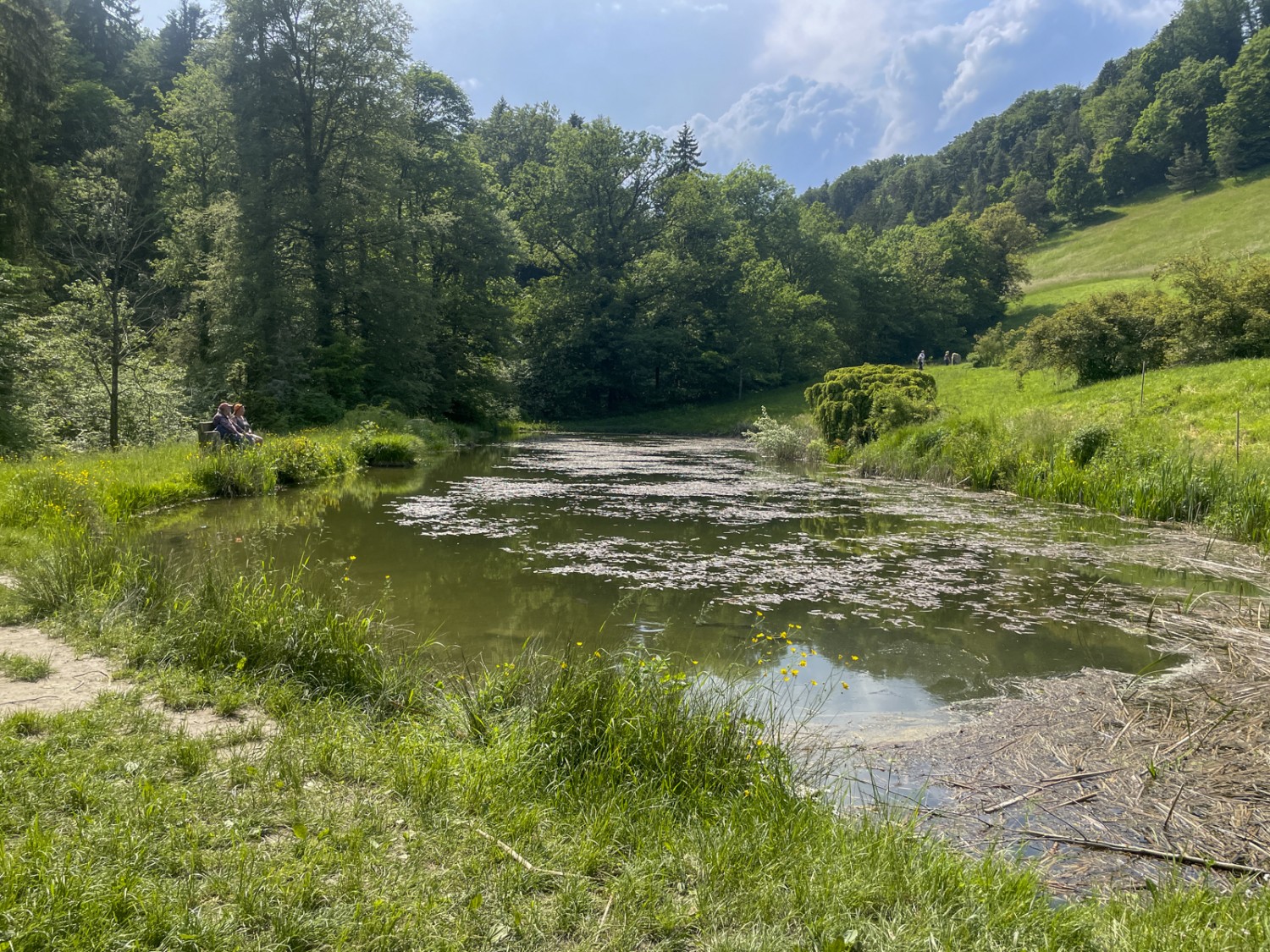 Die Bank am Teich: ein idyllischer Ort für eine Pause. Bild: Vera In-Albon