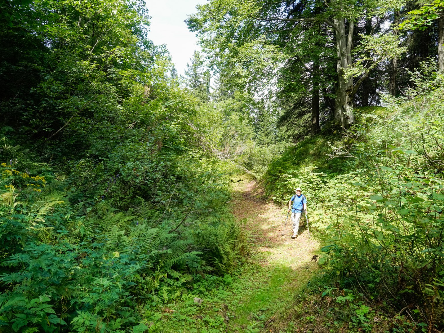 De curieux plissements convexes dans la descente menant à Muotathal. Photo: Fredy Joss