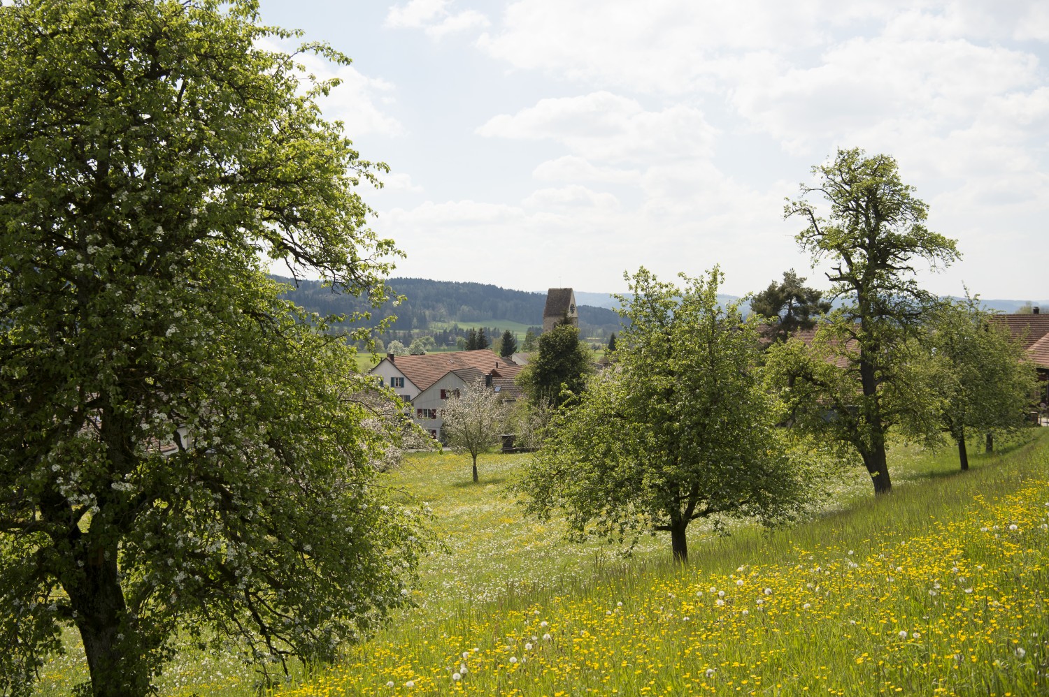 Lustdorf apparaît entre les cimes des arbres. Photo: Raja Läubli