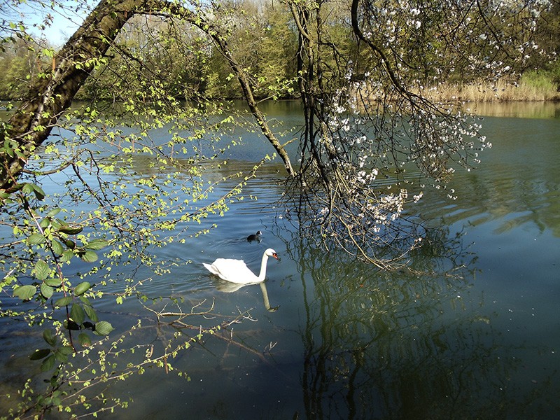 Eveil du printemps sur les bords de la Limmat. Photo: Regula Bühler-Honegger