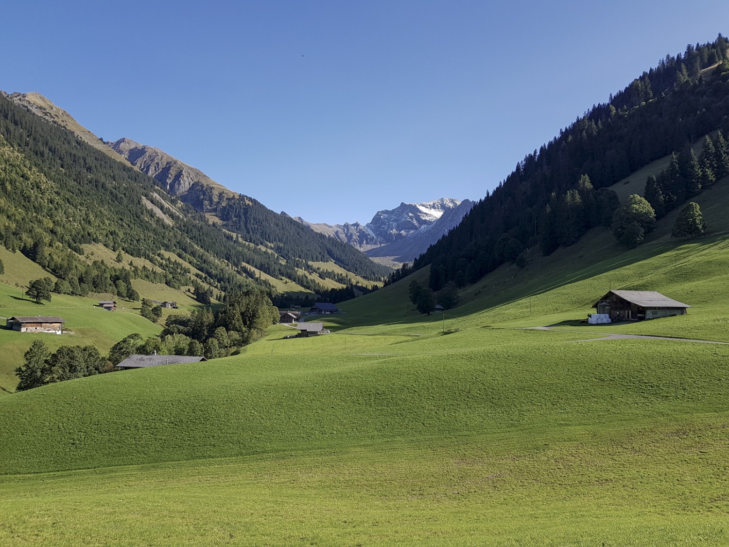 Der letzte Abschnitt vom Fieldrich zur Grimmialp führt enlang von saftigen Alpweiden. Bild: Patricia Michaud