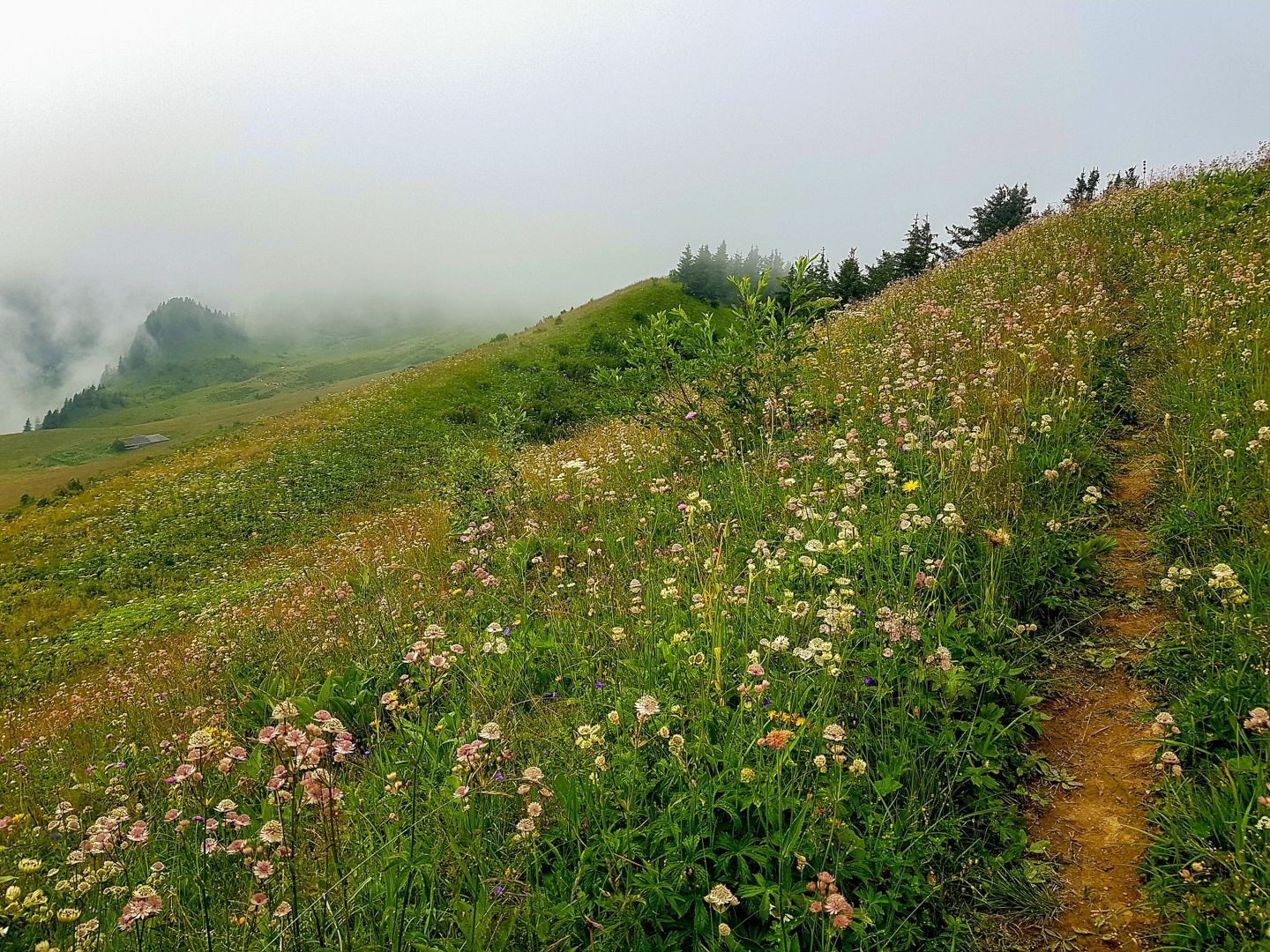 A partir du chalet d’alpage de La Cierne, le chemin vers Vacheresse se fait plus raide. Peu avant le sommet des Merlas, la végétation prend parfois le pas sur la sente.