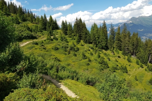 Dreibündenstein Erlebnisrodeln