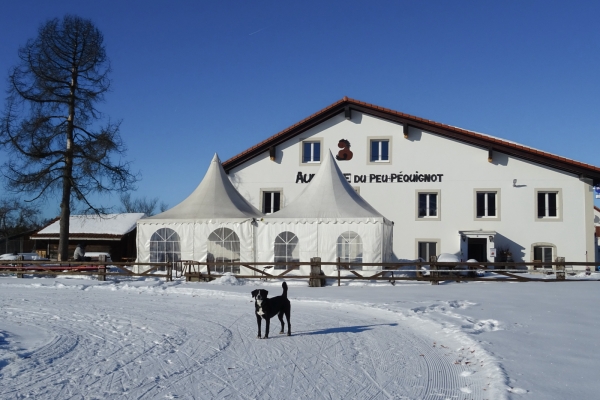 Randonnée hivernale dans les Franches-Montagnes