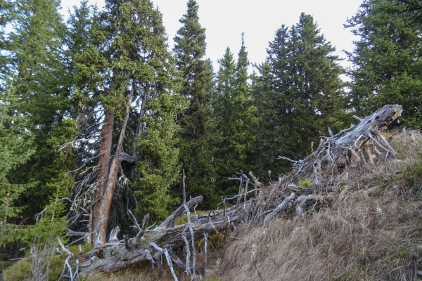 Surfaces d’arbres déracinés dans la Surselva