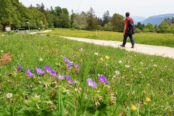 Fonti energetiche nel Giura bernese