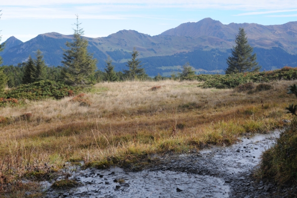 Hochmoor Chaltenbrunnen