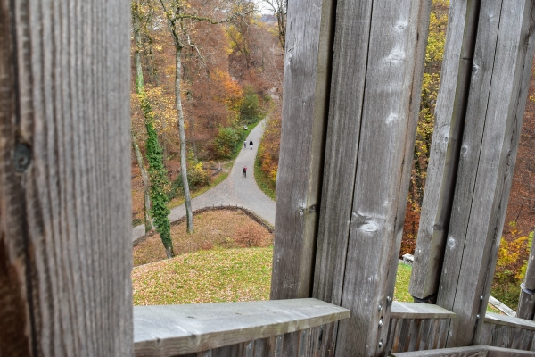 Dans la forêt du Jorat