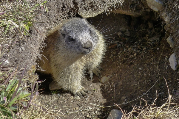 Rundwanderung zur Kesch-Hütte